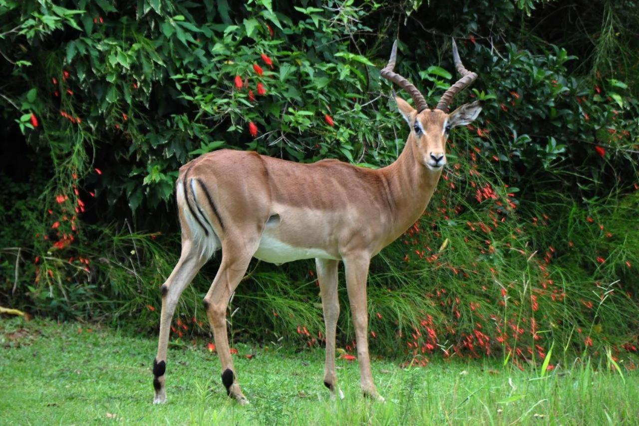 Legend Safaris - Kruger Park 257a